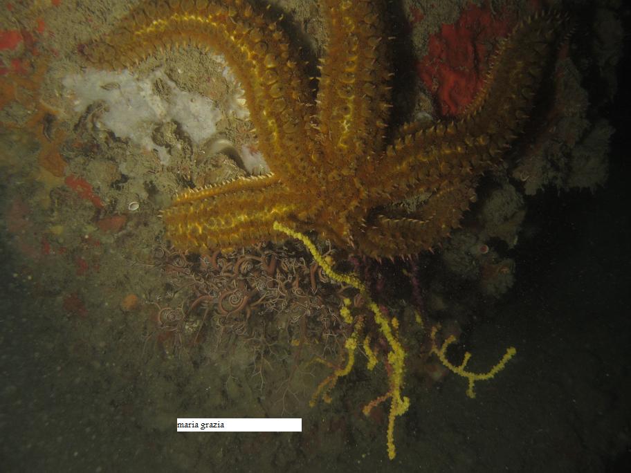 Marthasterias glacialis